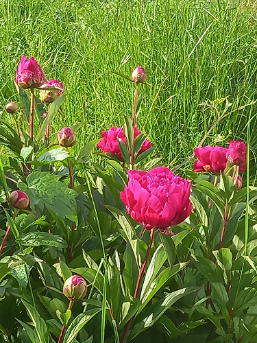 Photo jardin denisedesplan
